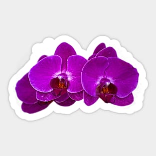 Fuchsia Phalaenopsis Sticker